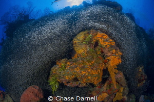 "Seahorse Sponge" 
With all the action of of capturing t... by Chase Darnell 
